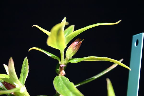 http://www.cloudjungle.com/CloudJungle/Gesneriaceae/Columnea/Columnea sylvia bud.jpg
